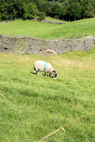 Schafe Weiden Auf Dem Grünen Gras — Stockfoto