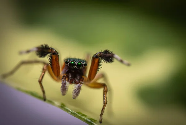 靠近绿色叶子上的蜘蛛 — 图库照片