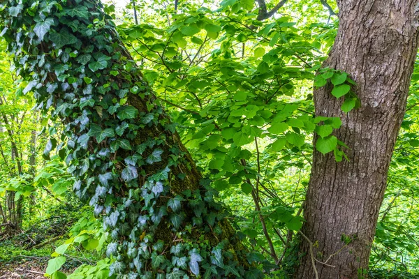 Albero Verde Nella Foresta — Foto Stock