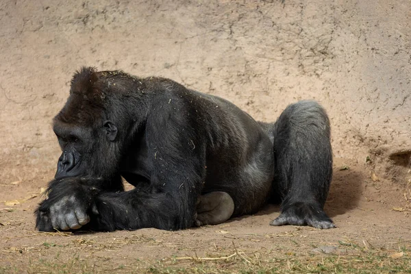 Urso Preto Zoológico — Fotografia de Stock