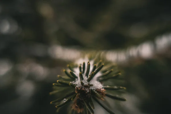 Perto Uma Planta Jardim — Fotografia de Stock