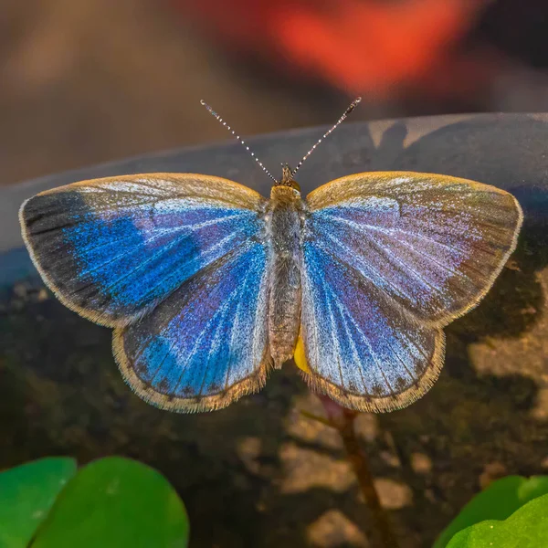 Fjäril Blomma — Stockfoto