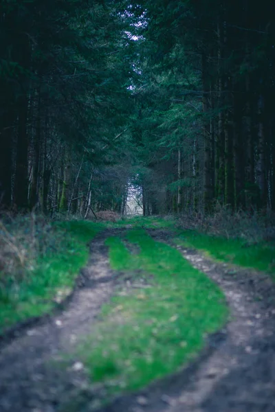 Lesní Cesta Lese — Stock fotografie