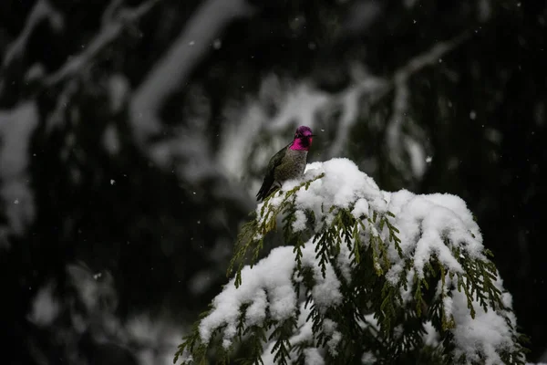 Fågel Det Snötäckta Trädet — Stockfoto