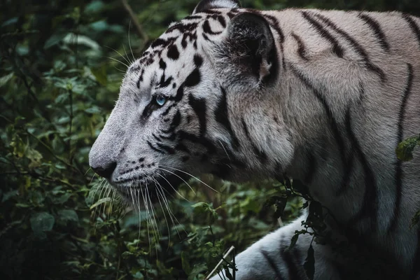 Κοντινό Πλάνο Ενός Λευκού Τίγρη — Φωτογραφία Αρχείου