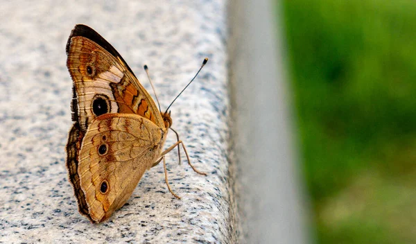 Detailní Pohled Krásného Motýla Dne — Stock fotografie