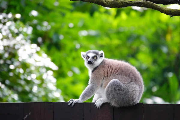 Ring Tailed Lemur Catta — Stockfoto