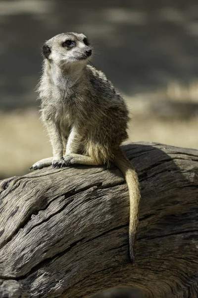Meerkat Suricata Suricatta Suricado Vida Selvagem Animal — Fotografia de Stock