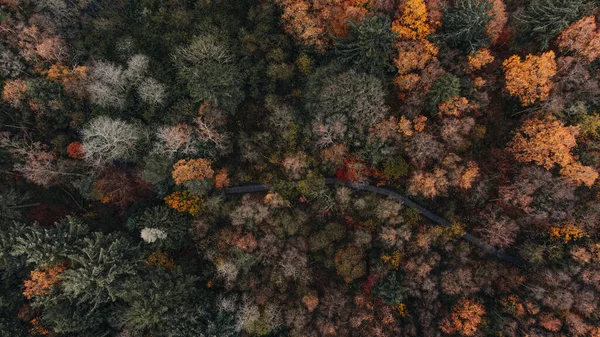 Aerial View Forest Morning — Stock Photo, Image