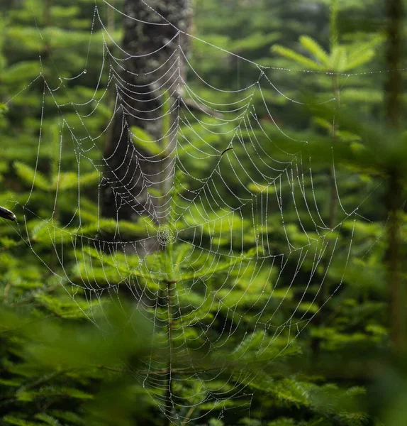 Spider Web Dew Drops Grass — Stock Photo, Image