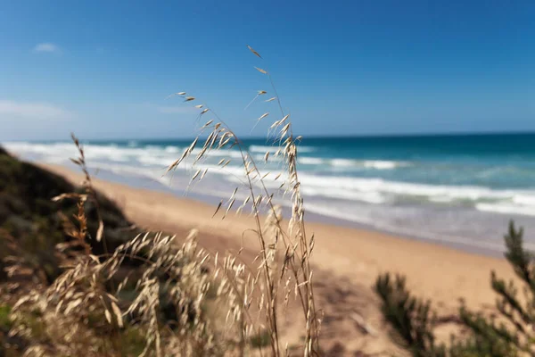 Vacker Utsikt Över Stranden — Stockfoto