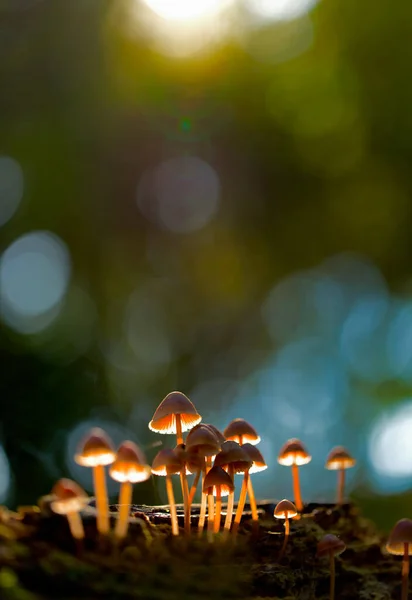 Bela Floresta Outono Com Cogumelos Brancos Vermelhos — Fotografia de Stock