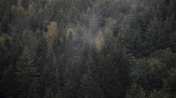 Bela Floresta Outono Com Árvores Folhas Verdes — Fotografia de Stock