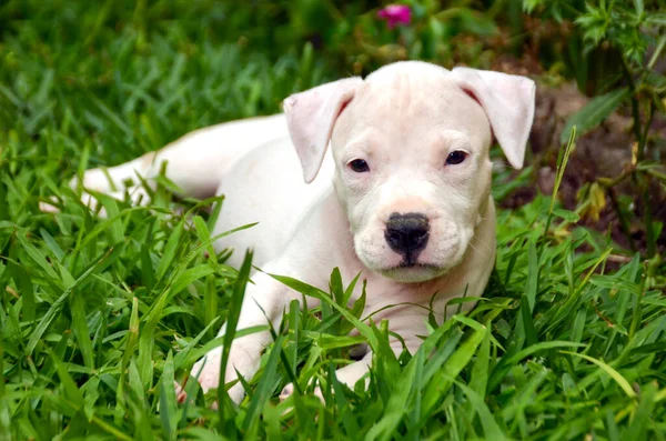Cute Dog Lying Green Grass — Stock Photo, Image