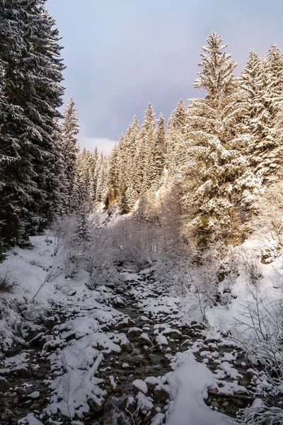 雪に覆われた木々の美しい冬の風景 — ストック写真