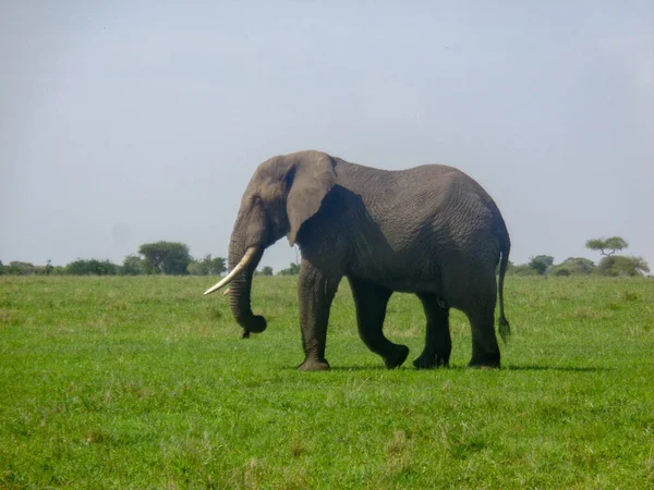 大象在肯亚草原上的自然背景 — 图库照片