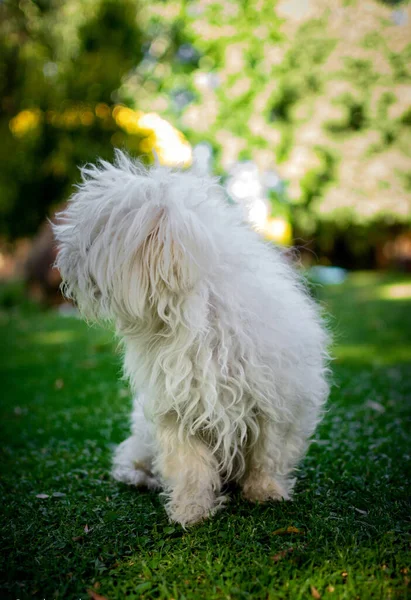 Λευκό Σκυλί Στο Πάρκο — Φωτογραφία Αρχείου