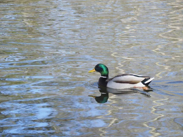 Pair Ducks Swimming Water — Stock Photo, Image