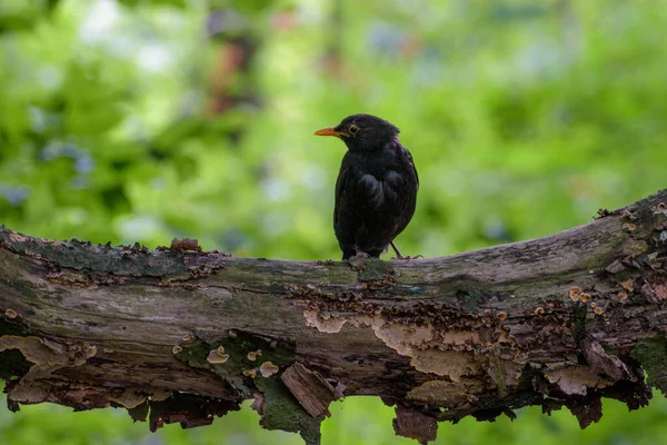 Vue Rapprochée Petit Oiseau — Photo