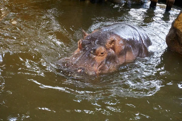 Nijlpaard Amfibie Het Water — Stockfoto