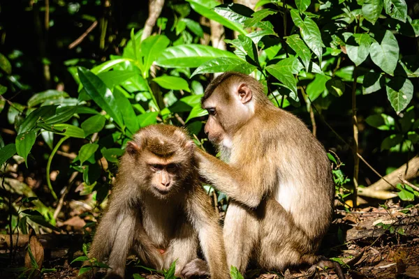 ジャングルの猿 — ストック写真