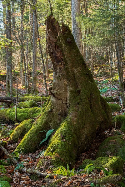 Dağlardaki Bir Ormanın Güzel Bir Görüntüsü — Stok fotoğraf