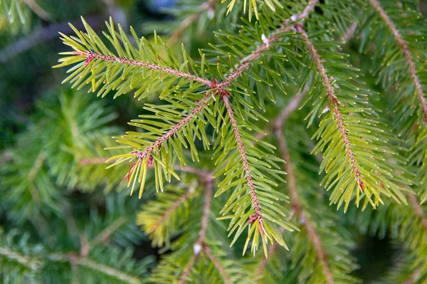 Green Fir Tree Branch Blue Sky — Stock Photo, Image