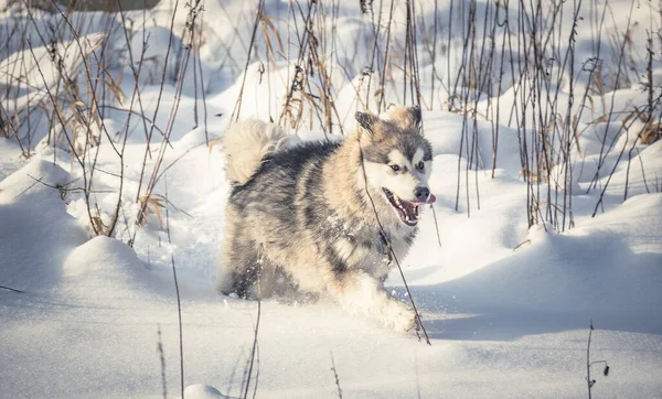 雪の中の犬 — ストック写真