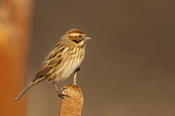 Oiseau Sur Une Branche — Photo