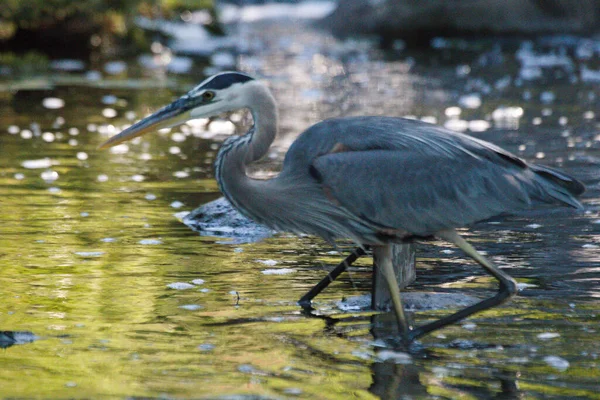 Grande Aigrette Dans Eau — Photo