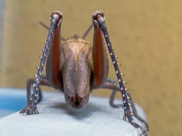 Närbild Gräshoppa Ett Träbord — Stockfoto