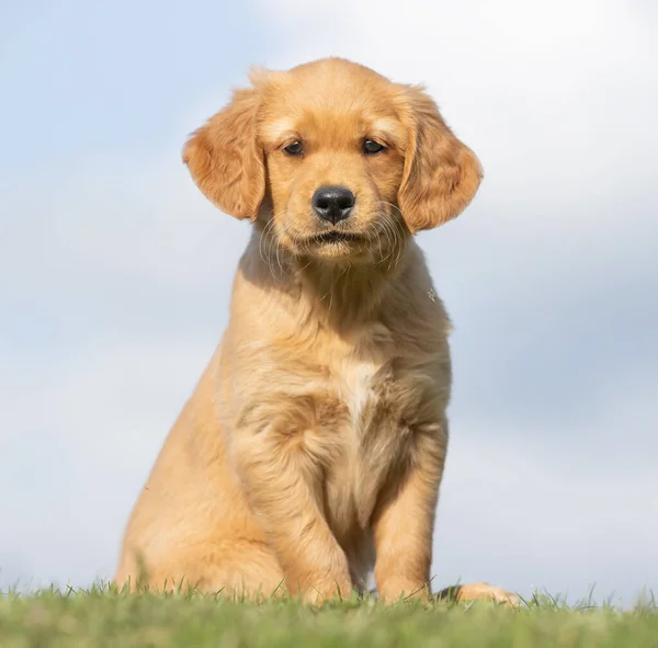 Bonito Cão Jardim — Fotografia de Stock