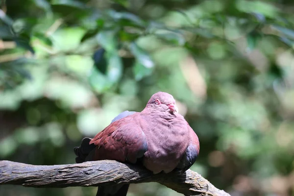 Pájaro Está Sentado Una Rama Árbol — Foto de Stock