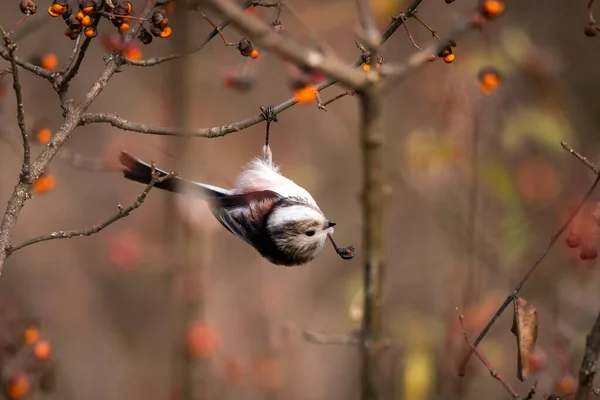 Pájaro Una Rama Árbol — Foto de Stock