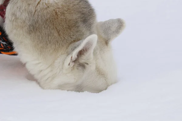 White Cat Snow — Stock Photo, Image