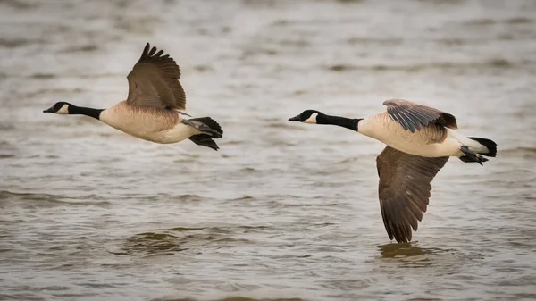 Husa Kanadská Pelecanus Onocrotalus — Stock fotografie