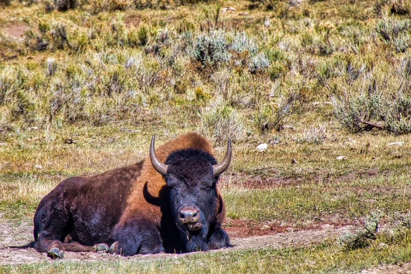 Toro Sabana Kenya — Foto de Stock