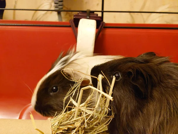Zwei Süße Kaninchen Auf Dem Bauernhof — Stockfoto