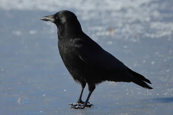 Cuervo Negro Suelo —  Fotos de Stock