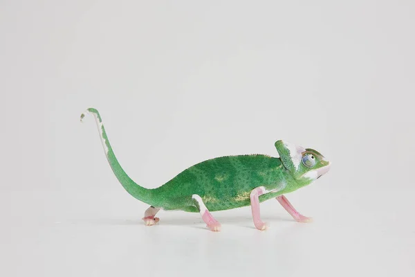 白色背景的绿鬣蜥 — 图库照片