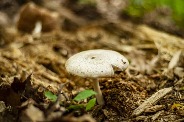 森林里的蘑菇 — 图库照片