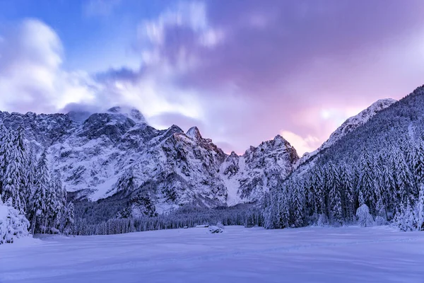 Kaunis Talvi Maisema Lumen Peitossa Puita — kuvapankkivalokuva