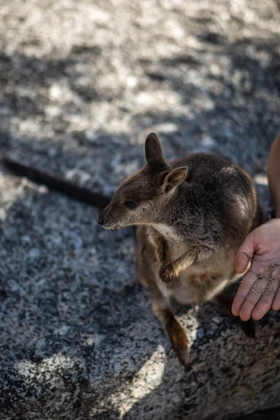 Ung Hjort Äter Känguru Parken — Stockfoto