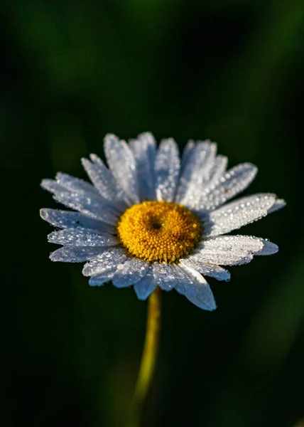 Mooie Bloem Tuin — Stockfoto