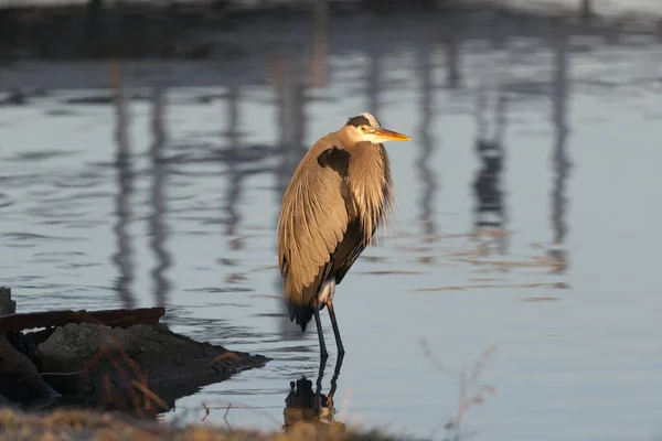 Fehér Egret Vízben — Stock Fotó