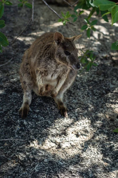 a closeup shot of a cute kangaroo in the forest