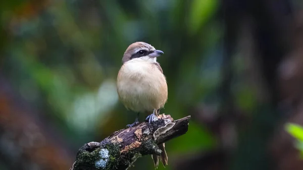 Een Vogel Een Tak Van Een Boom Het Bos — Stockfoto