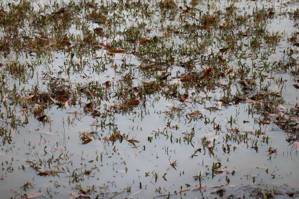 Herfst Bladeren Herfst Seizoen Flora — Stockfoto