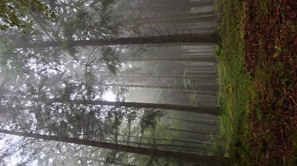 Zöld Fák Egy Tölgyfa Hátterében Nap Süt Felhők Erdőben — Stock Fotó