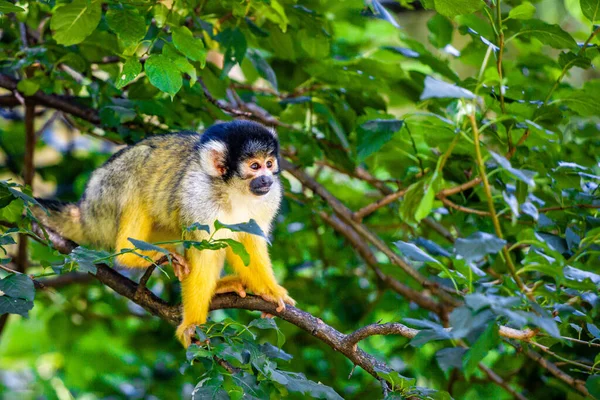 Tiro Vertical Macaco Bonito Sentado Uma Árvore — Fotografia de Stock